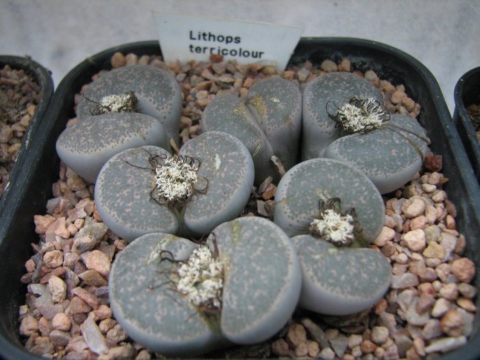 Decembrie 2010; Colectia Ciprian Suta
