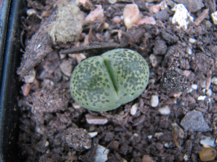 Decembrie 2010; Colectia Ciprian Suta
