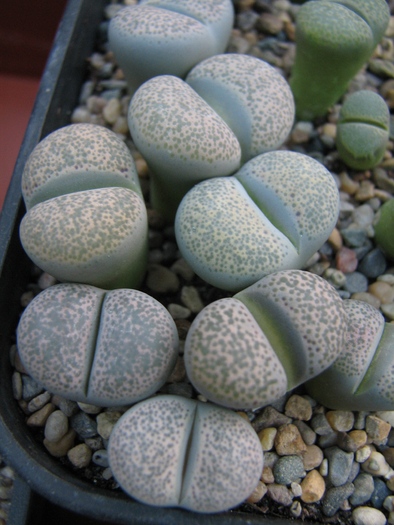 Decembrie 2010; Colectia Ciprian Suta
