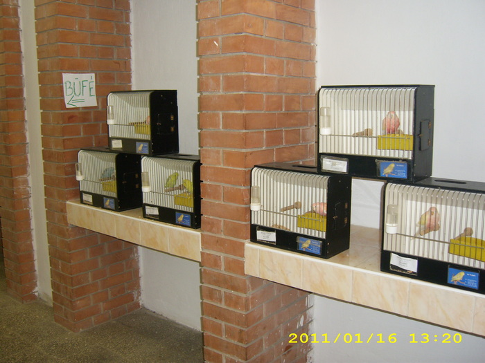 HDP_0002 - Expozitie de iepuri si pasari MAKO Ungaria 13-16 Ianuarie 2011