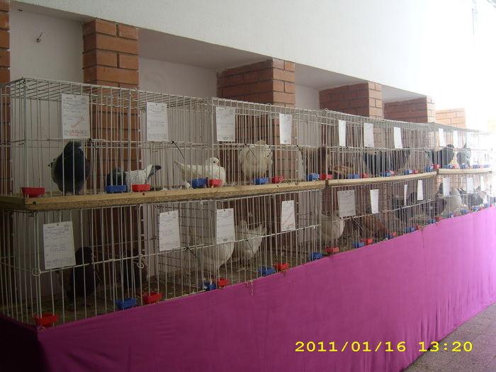 HDP_0003 - Expozitie de iepuri si pasari MAKO Ungaria 13-16 Ianuarie 2011