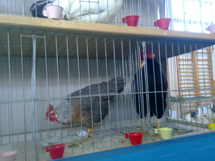 20110116014