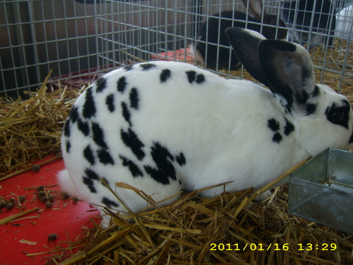 HDP_0024 - Expozitie de iepuri si pasari MAKO Ungaria 13-16 Ianuarie 2011