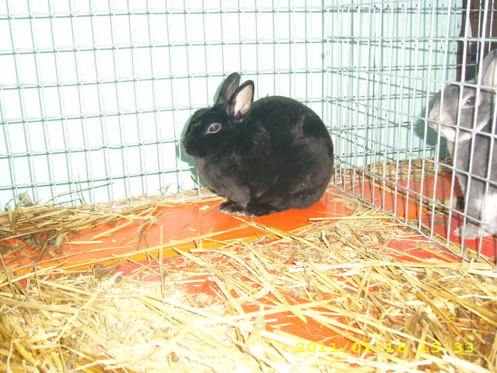 HDP_0029 - Expozitie de iepuri si pasari MAKO Ungaria 13-16 Ianuarie 2011
