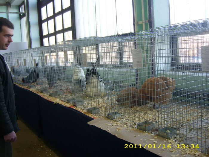 HDP_0036 - Expozitie de iepuri si pasari MAKO Ungaria 13-16 Ianuarie 2011
