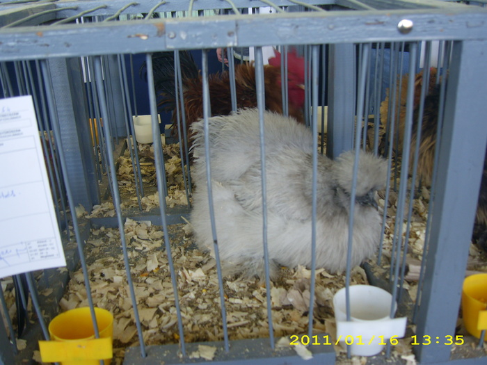 HDP_0038 - Expozitie de iepuri si pasari MAKO Ungaria 13-16 Ianuarie 2011