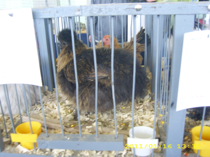 HDP_0039 - Expozitie de iepuri si pasari MAKO Ungaria 13-16 Ianuarie 2011