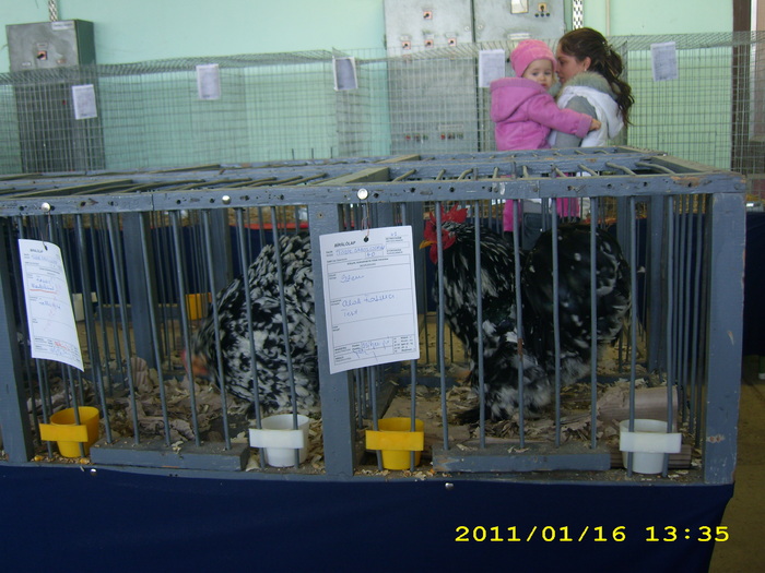 HDP_0045 - Expozitie de iepuri si pasari MAKO Ungaria 13-16 Ianuarie 2011