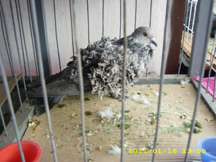 HDP_0058 - Expozitie de iepuri si pasari MAKO Ungaria 13-16 Ianuarie 2011