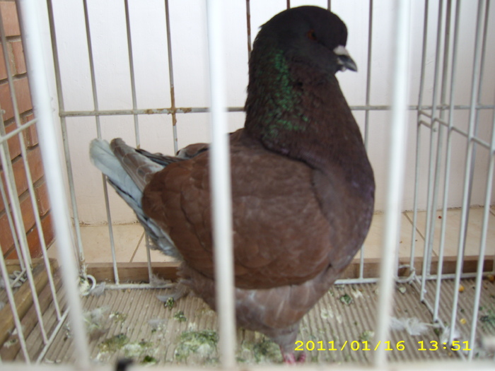 HDP_0059 - Expozitie de iepuri si pasari MAKO Ungaria 13-16 Ianuarie 2011