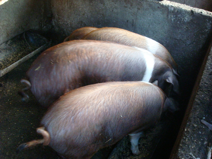 DSC06513 - porci