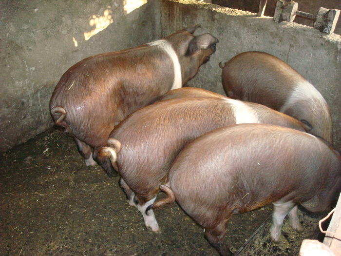 DSC06514 - porci