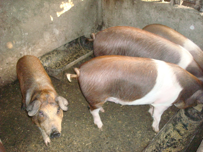 DSC06516 - porci