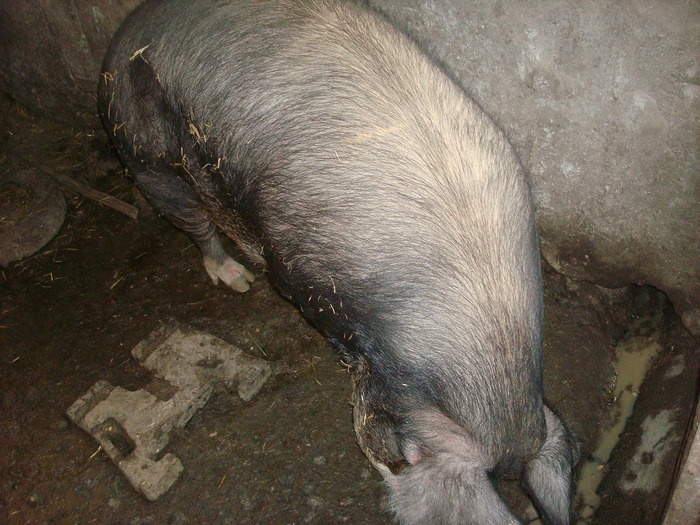 DSC06519 - porci