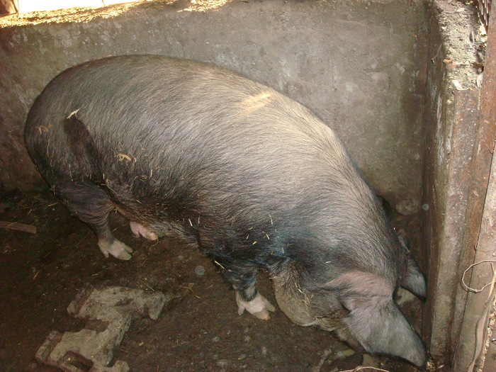 DSC06520 - porci