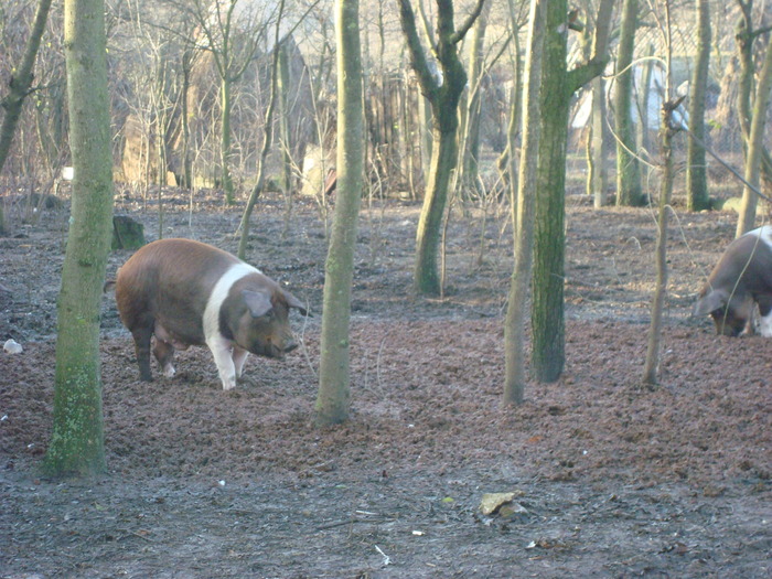 DSC06530 - porci