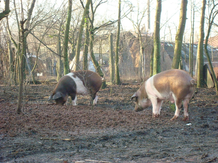 DSC06533 - porci