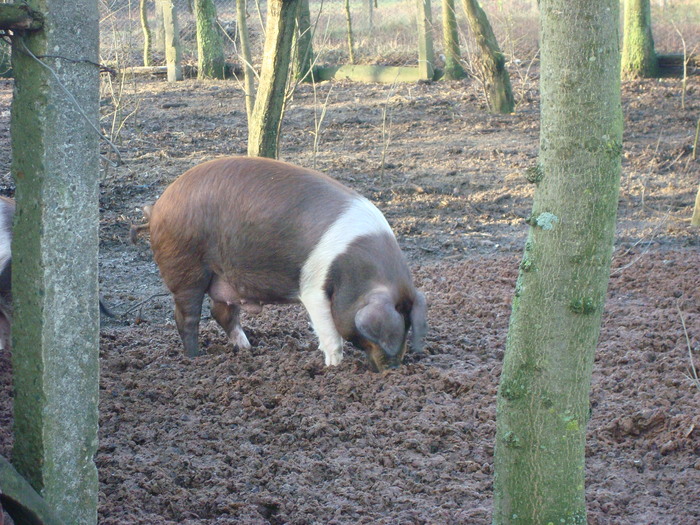 DSC06540 - porci