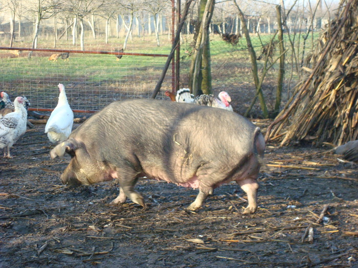 DSC06541 - porci