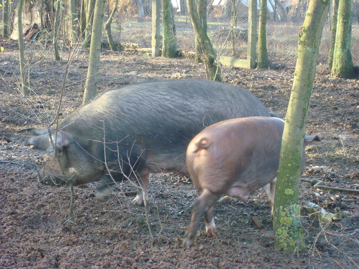 DSC06542 - porci