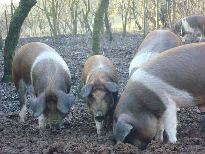 DSC06556 - porci