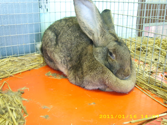 HDP_0096 - Expozitie de iepuri si pasari MAKO Ungaria 13-16 Ianuarie 2011