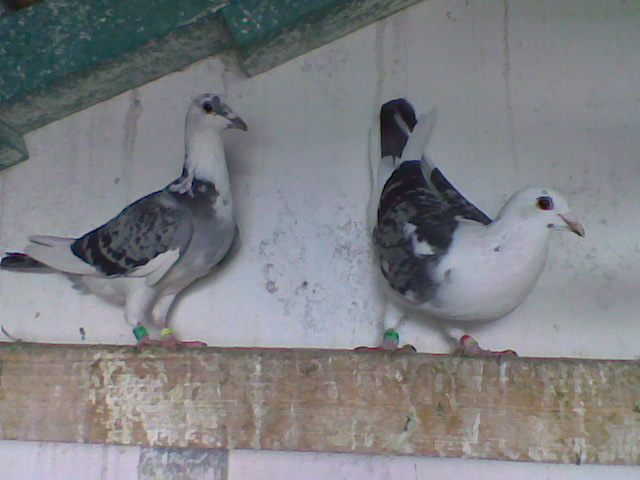 Imag083 - Poze Porumbei