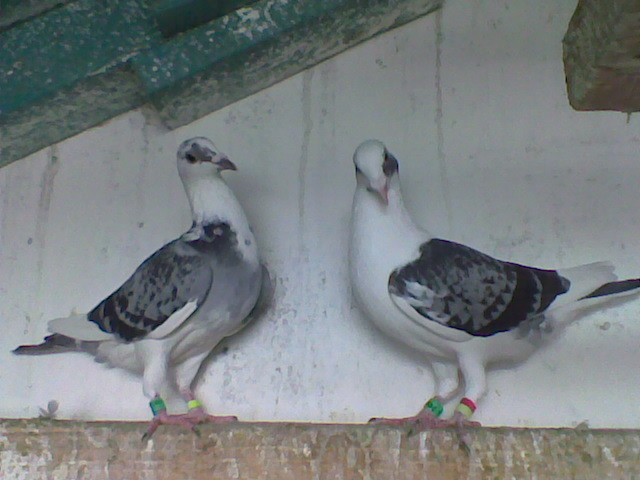 Imag089 - Poze Porumbei