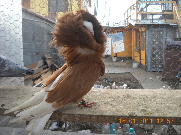 mascul gulerat 09.01.2011