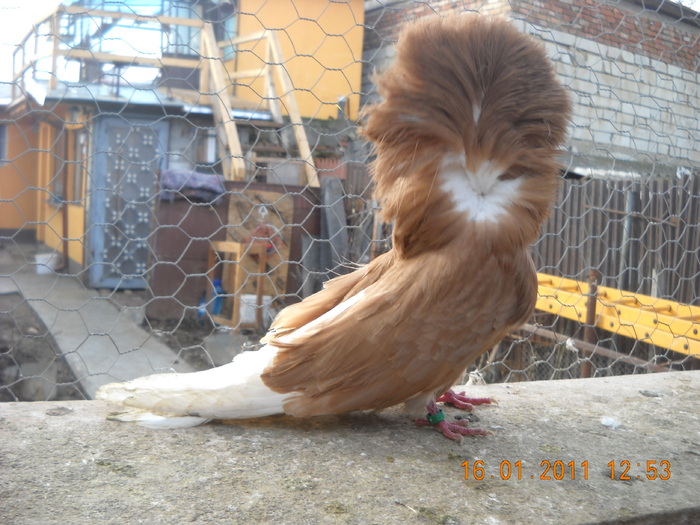 mascul gulerat 09.01.2011