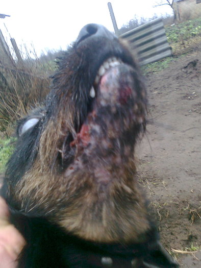 Aga-As Von Hertelend - Aga-As Von Hertelend