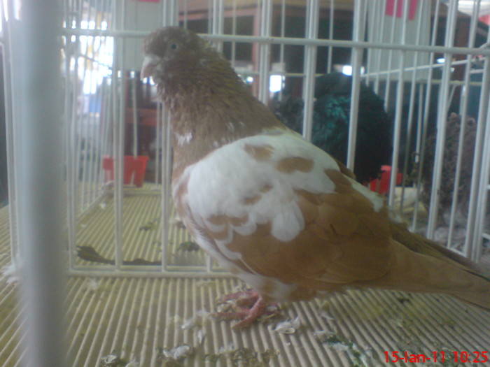 DSC02964