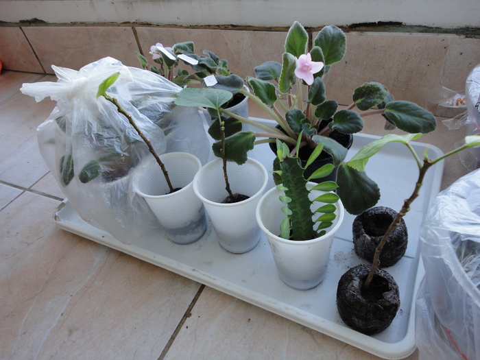 butasi de hibi si violeta roz