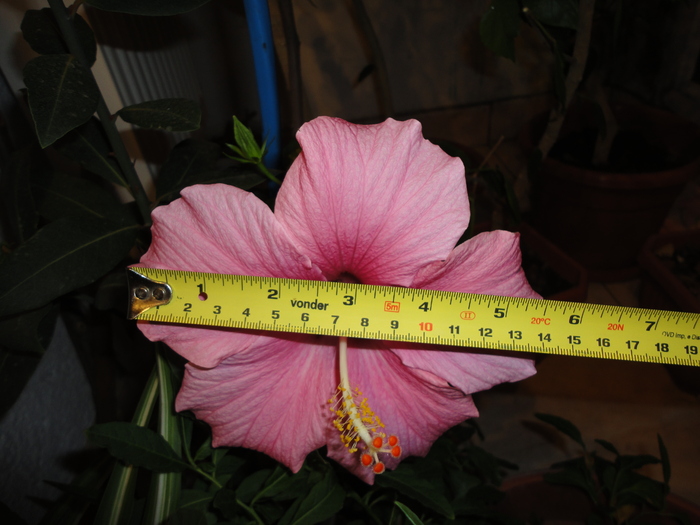 are 15 cm - Balcon 2011-2012