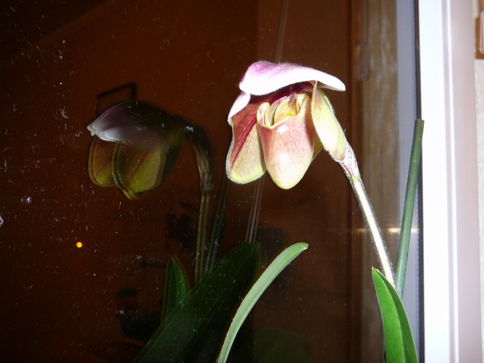 Paphiopedilum inflorit; Paphiopedilum inflorit
