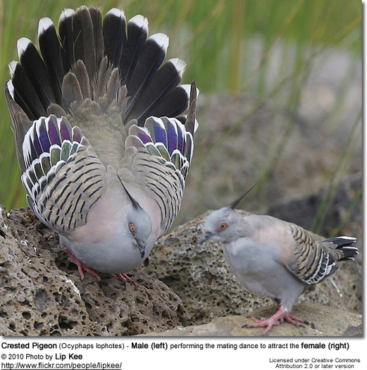 CrestedPigeonMatingDance
