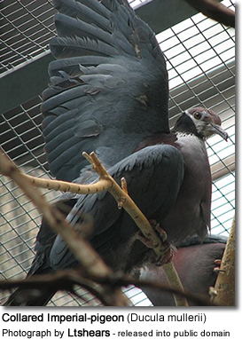 CollaredImperialpigeon2