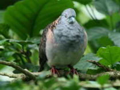 dove,%20bar%20shoulder%20Birdworld%20Kuranda%20AU%202