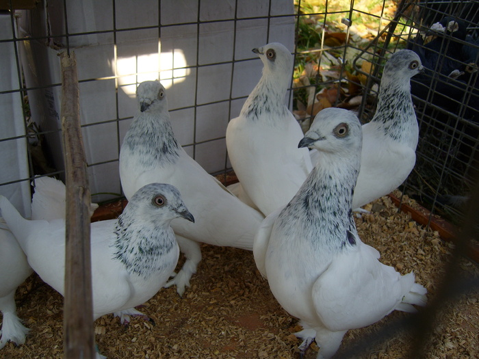 DSCI0044 - Targul ORHEI 2010