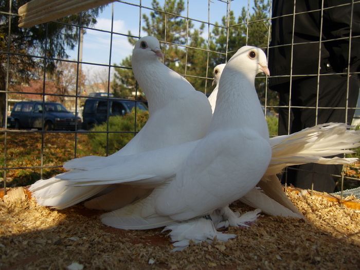 DSCI0045 - Targul ORHEI 2010