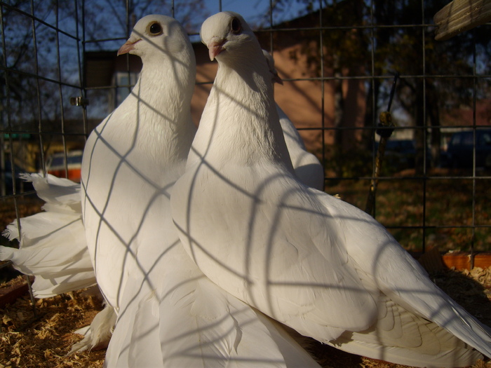 DSCI0050 - Targul ORHEI 2010