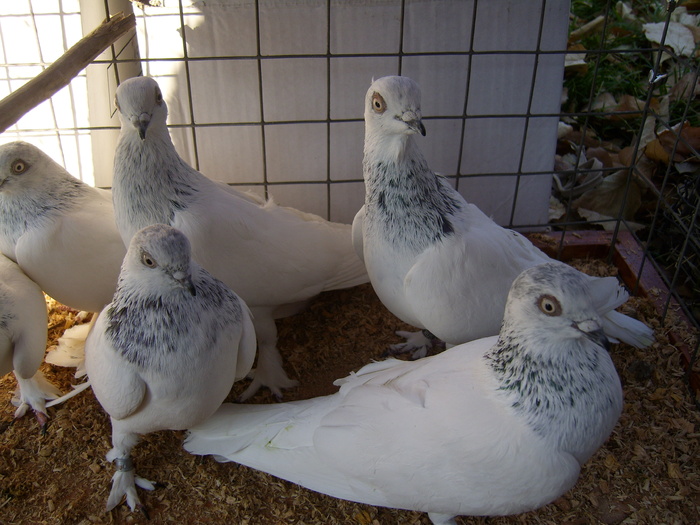 DSCI0051 - Targul ORHEI 2010