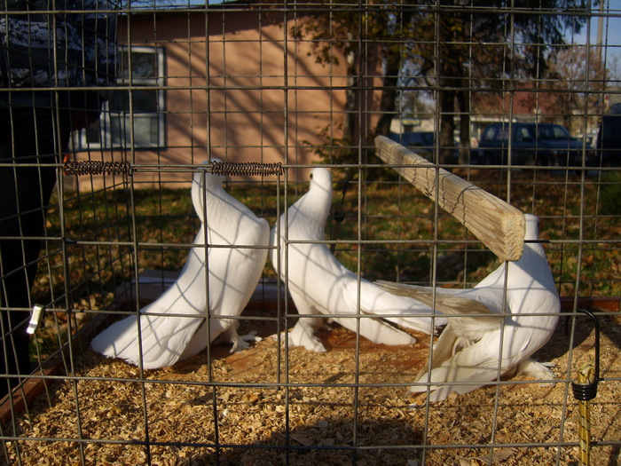 DSCI0052 - Targul ORHEI 2010