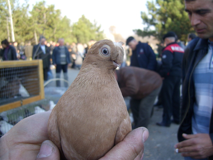 DSCI0056 - Targul ORHEI 2010