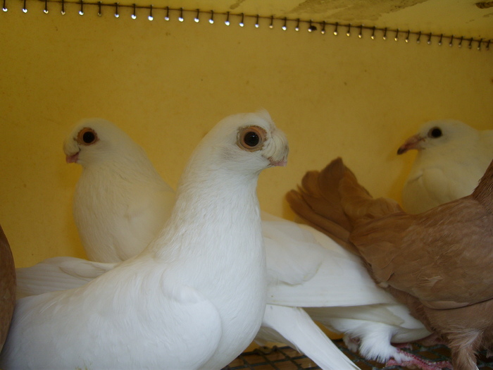 DSCI0058 - Targul ORHEI 2010