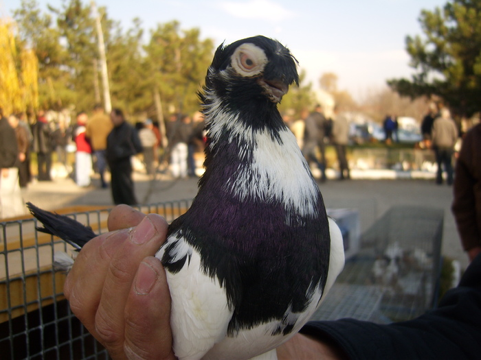 DSCI0064 - Targul ORHEI 2010