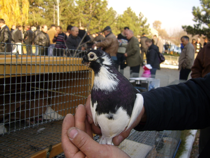 DSCI0068 - Targul ORHEI 2010