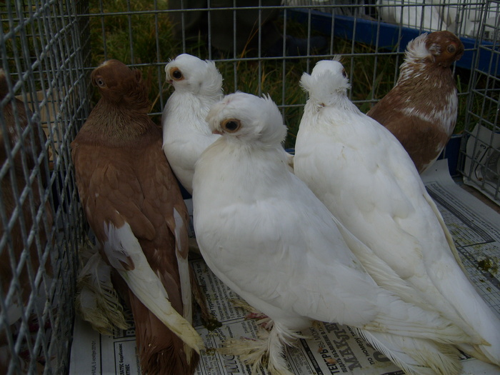 DSCI0096 - Targul ORHEI 2010