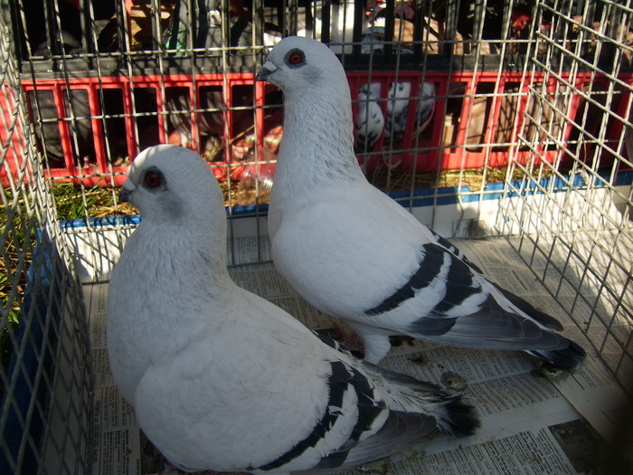 DSCI0134 - Targul ORHEI 2010