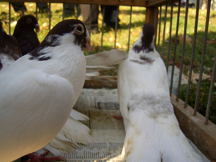 DSCI0158 - Targul ORHEI 2010